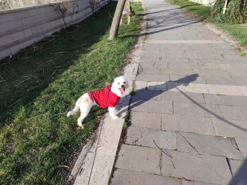 Maltese terrier köpeği 1 yaşında dişi