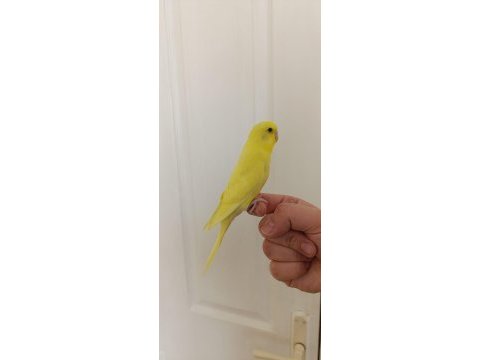 1 aylık yavru dişi muhabbet kuşu