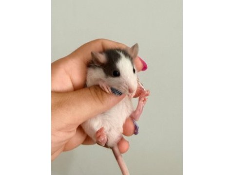 Bebek ratlar 1.5k