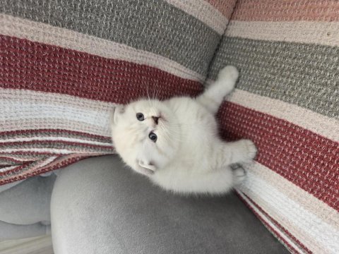 Panda kafalar
