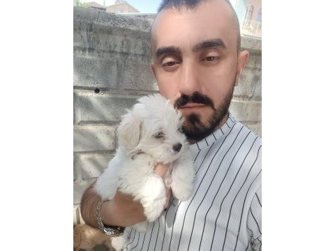 Maltipoo bebeklerimiz teslime hazır
