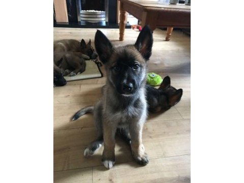 Belçika malinois yavrum