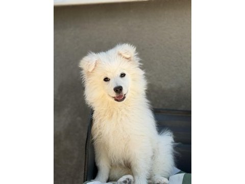 Babyface samoyed yavrumuz