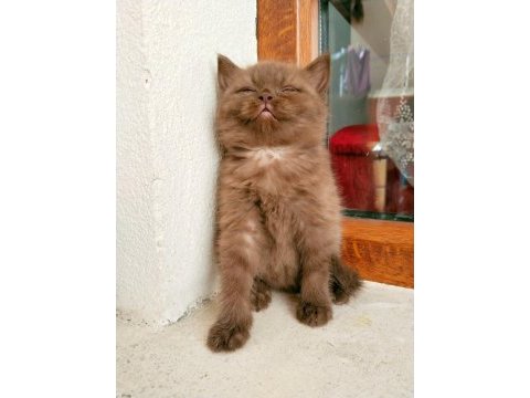 Safkan ayı surat cinnemon british shorthair disi