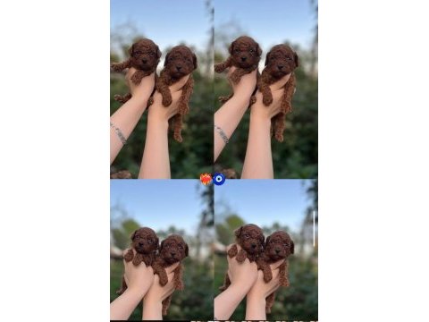 Toy poodle bebekler