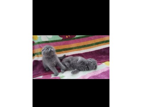 Üst düzey scottish fold bebekler