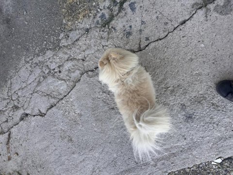 Aşısı tam güzel pomeranian