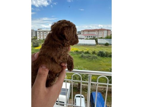 Tea cup toy poodle yavrular