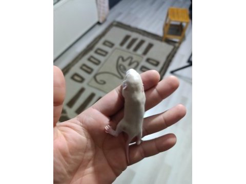 Çok akıllı rat yavrularım