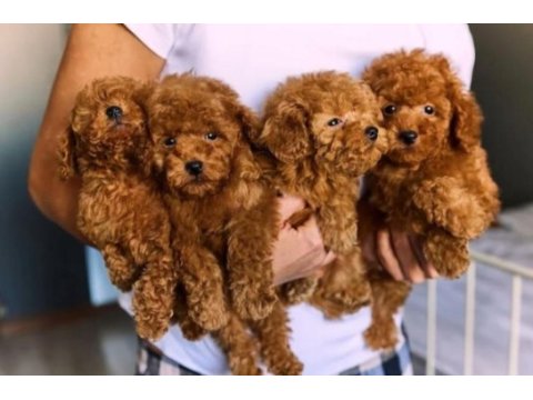Toy poodle köpekleri izmir