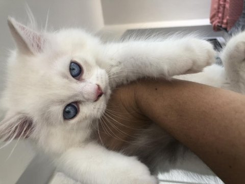 British longhair dişi ve erkek yavrular