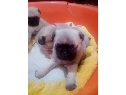 50 günlük pug yavrularımız sahiplendirilecektir