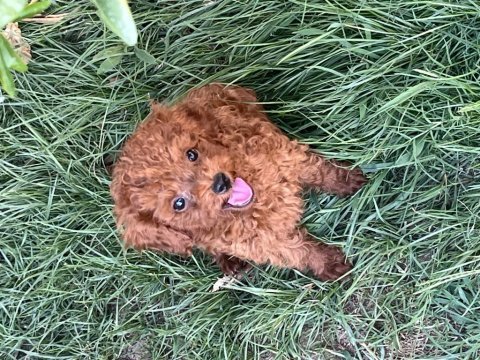 Oyuncak boy kore toy poodle bebekler