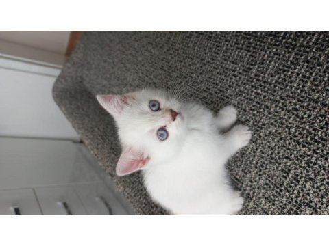 3 aylık british shorthair dişi