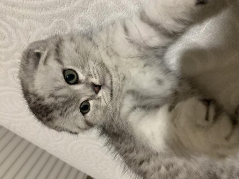 Yavru scottish fold