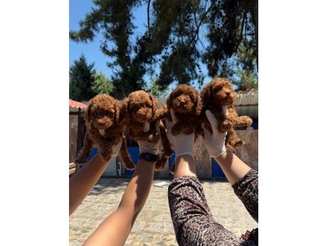 Toypoodle sevimli yavrular ruhsatlı pasaportlu 