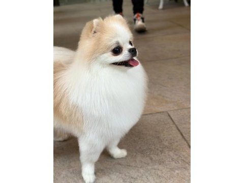 1 yaşında sıfır burun party colour dişi pomeranian