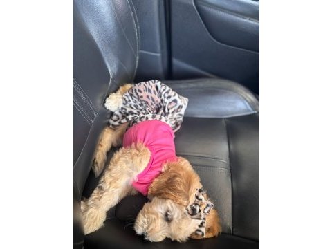 Tüm aşıları tam maltipoo