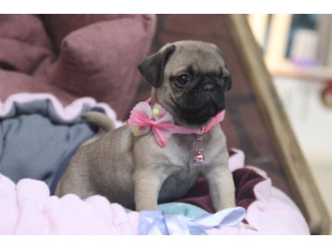 Üst düzey pug yavrumuz hazır