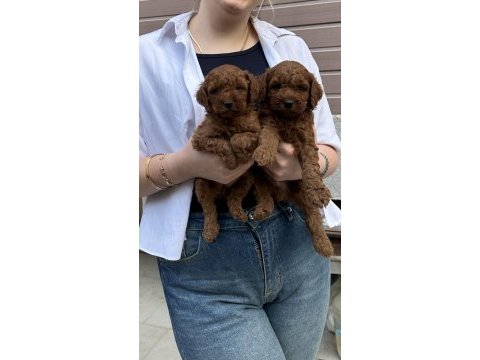 Muhteşem güzellikte toy poodle yavrular