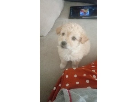 2 aylık dişi maltipoo köpeği