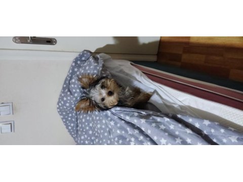 0 numara teacup yorkshire terrier