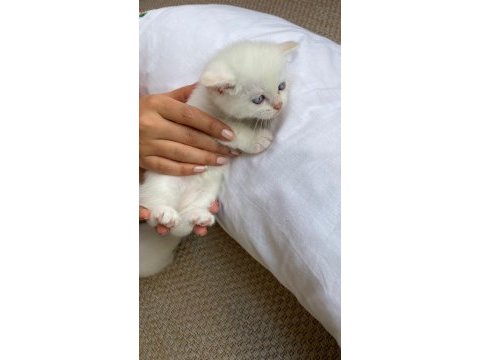 Chinchilla 5 haftalık yavru