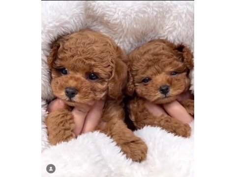 Safkan ve ırk garantili poodle yavrularımız