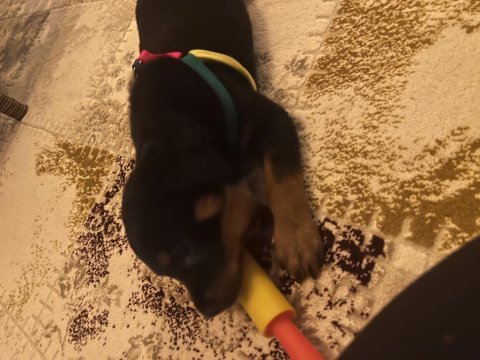 Aşıları tam rottweiler yavru