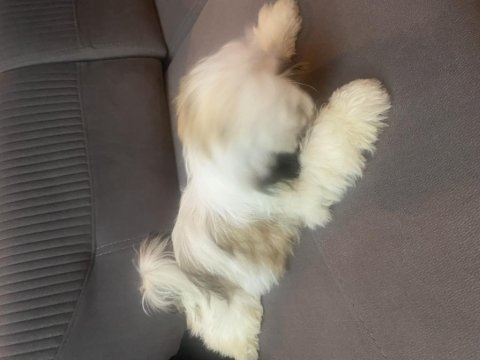 Shih tzu 4 aylık yavru