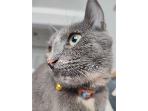 Russian blue scottish kırması dişi kedi