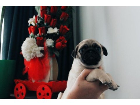 2 aylık evinize neşe getiricek enerjik pug yavrusu