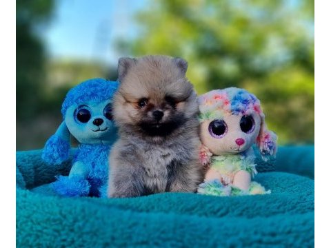 Neşe dolu şecereli tedyface pomeranian yavrularımız