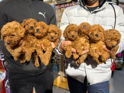 Sevgi tadında kore toy poodle bebekler 