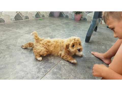 Maltipoo dişi yavru