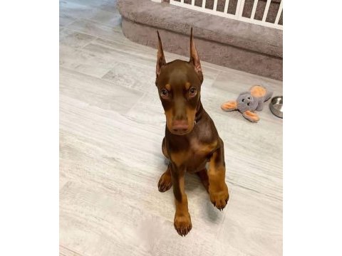 Saygın doberman yavrular