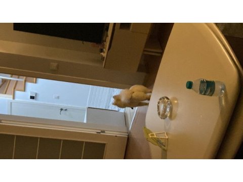 Erkek pomeranian 1 yaşında