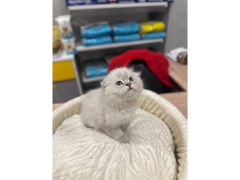 Scottish fold longhair