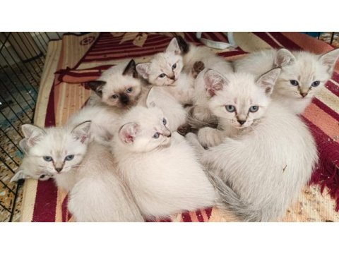 British shorthair kahramanmaraş ve çevresi