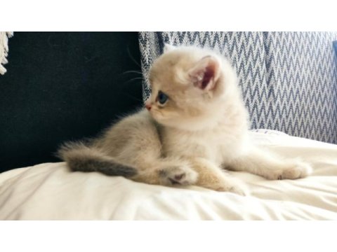 Safkan orjinal british shorthair yavrular