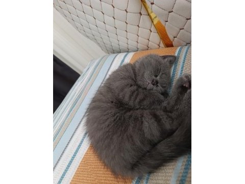 British shorthair 3 aylık
