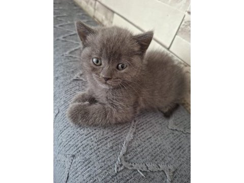 British shorthair 3 adet
