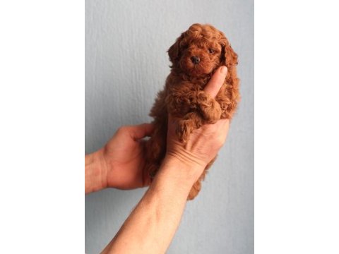 Toy poodle yavrular