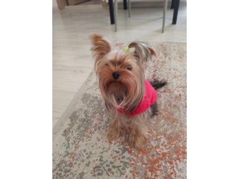 Yorkshire terrier çiftleştirmek için