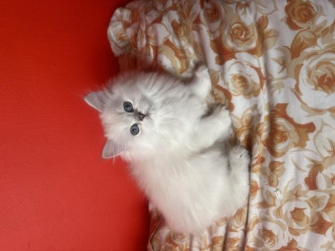 Dişi british longhair şecereli yavrular