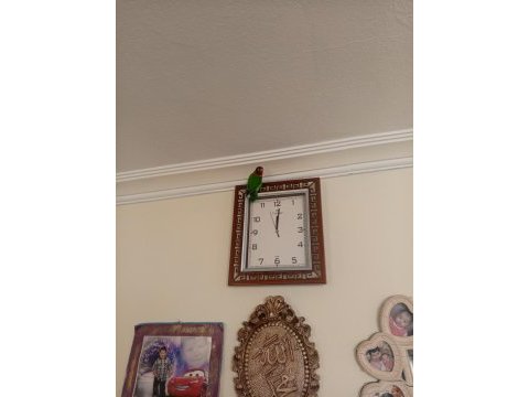 Cennet papağanı yavru erkek