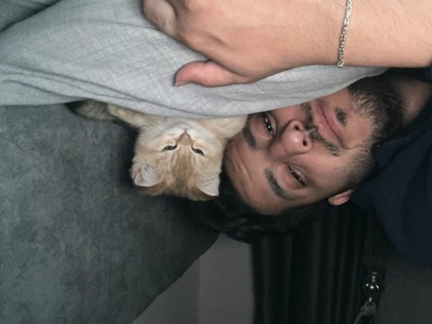 Safkan british shorthair golden