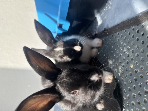 2 tavşan ücretsiz acil sahiplendirmek istiyorum