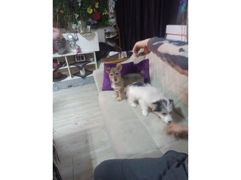 Köpeğimiz cash yeni ailesini arıyor