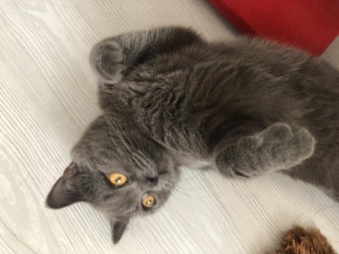 British shorthair kedimiz